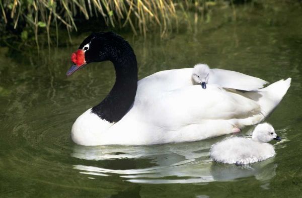 Black-necked swan adult and cygnets in water